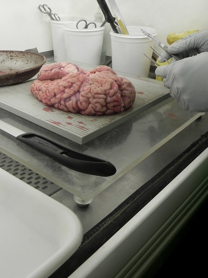 0a-fresh-brain-brain-lab.jpg