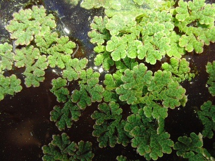 0azolla5544a.jpg