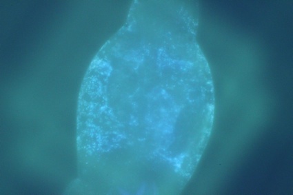 0glowing rotifer.jpg