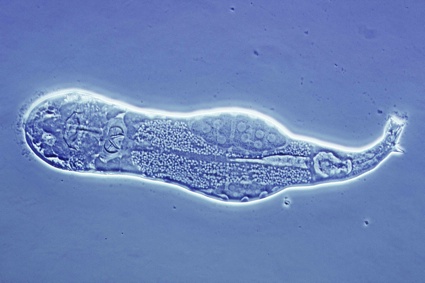 0rotifer internal.jpg