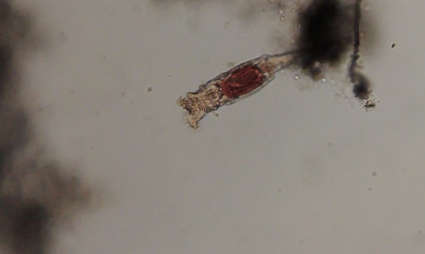 0rotifer microscope image.jpg