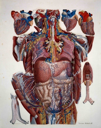 1339461_com_anatomical.jpg