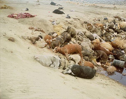 Land pollution Land pollution