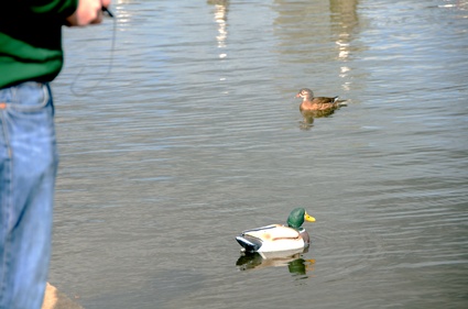 RC777 Duck.jpg