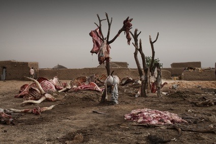 Smallniger-gadabedji-niger-june-27-2010_22.jpg