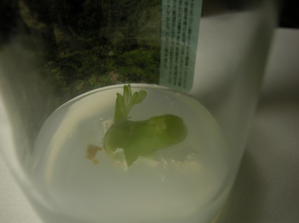 TissueCulture031.jpg