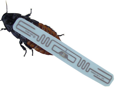 roach.jpg