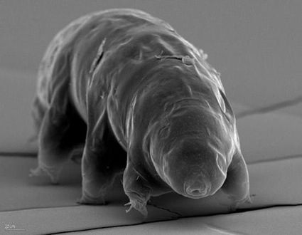 tardigrades-are-invincible.jpg