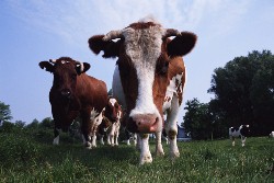 20031228-cows[1].jpg