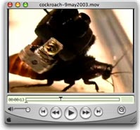 cockroach-9may2003-video.jpg