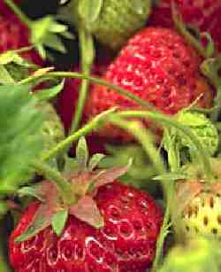 fraises[1].jpg