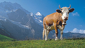 swiss-cow[1].jpg