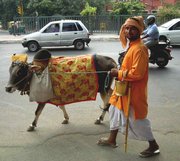 180px-Cow_on_Delhi_street.jpg