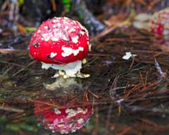 AmanitaMuscaria-m.jpg