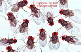 Fruit-Flies.jpg