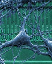 RatNeuronOnChip_color_small.jpg