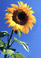 Tournesol[1].gif