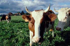 Vaches2[1].jpg