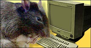 _374377_rats_brain_300.jpg