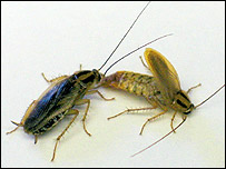 _40840239_roaches203.jpg