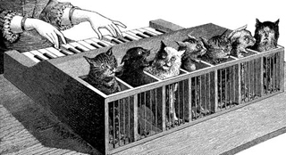 cat piano