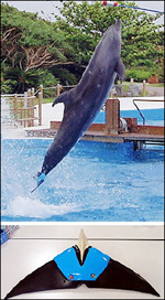 dolphin.4D85