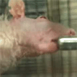 embracinganimals3.gif