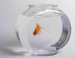 goldfish-in-bowl.jpg