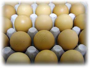 oeufalveole[1].jpg
