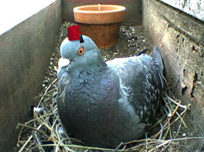 pigeoncam1.jpg