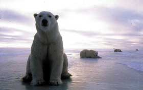 polar_wideweb__430x272.jpg