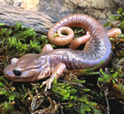 salamander_180.jpg
