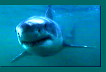 shark[1].jpg