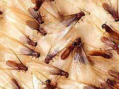 termites[1].jpg