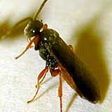 wasp-inside-3.jpg